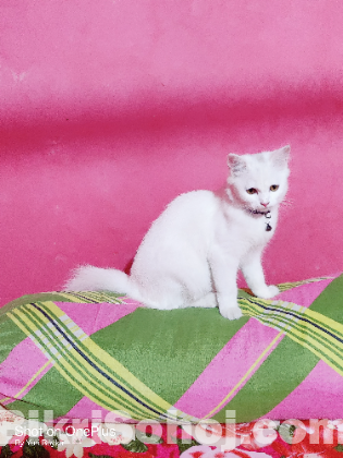 White Female Cat